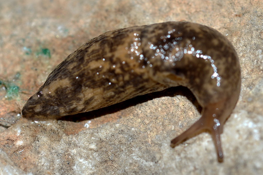 Deroceras del gr. reticulatum dalla campagna romana